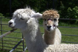 llamas in petting zoo at 3rd annual community celebration
