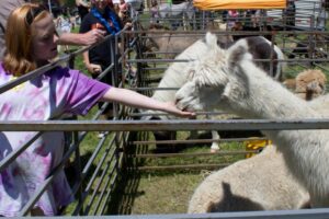 girl feeding llama at 3rd annual community celebration