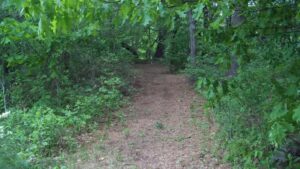 Walking Path in forest