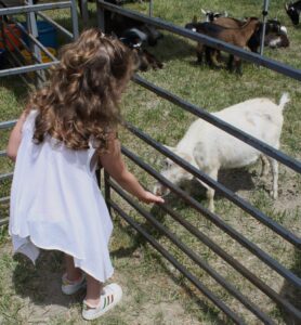 A young girl with curly hair and wearing a white dress is kneeling down and reaching through a metal fence to pet a small white goat. Behind the goat, more goats are visible resting on the grass inside the pen.