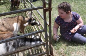 A young girl in a floral dress is sitting on the grass holding a cup with one hand and offering food to two goats through a metal fence with the other hand. The goats are reaching through the fence to eat the food.