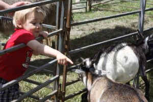 A young child in a red shirt and plaid shorts points at goats inside a metal pen at an outdoor setting. The child appears fascinated as they lean over the railing. One of the goats looks up towards the child's hand. The scene takes place on a sunny day.