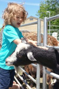 A child with curly hair wearing a turquoise shirt is joyfully petting a black and white goat through a metal fence. The background includes other goats and a building under a clear sky. The child appears excited and happy.