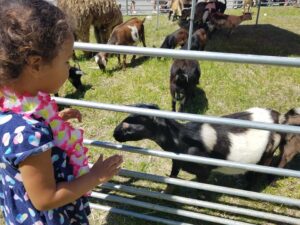A young child wearing a floral necklace and a polka dot dress stands at a metal fence, looking at a black and white goat. Other goats and sheep are in the background, grazing on grass inside a fenced area on a sunny day.